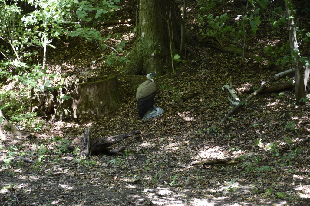 Tarnowskie Góry. Łucznicy w parku Repeckim [FOTO]