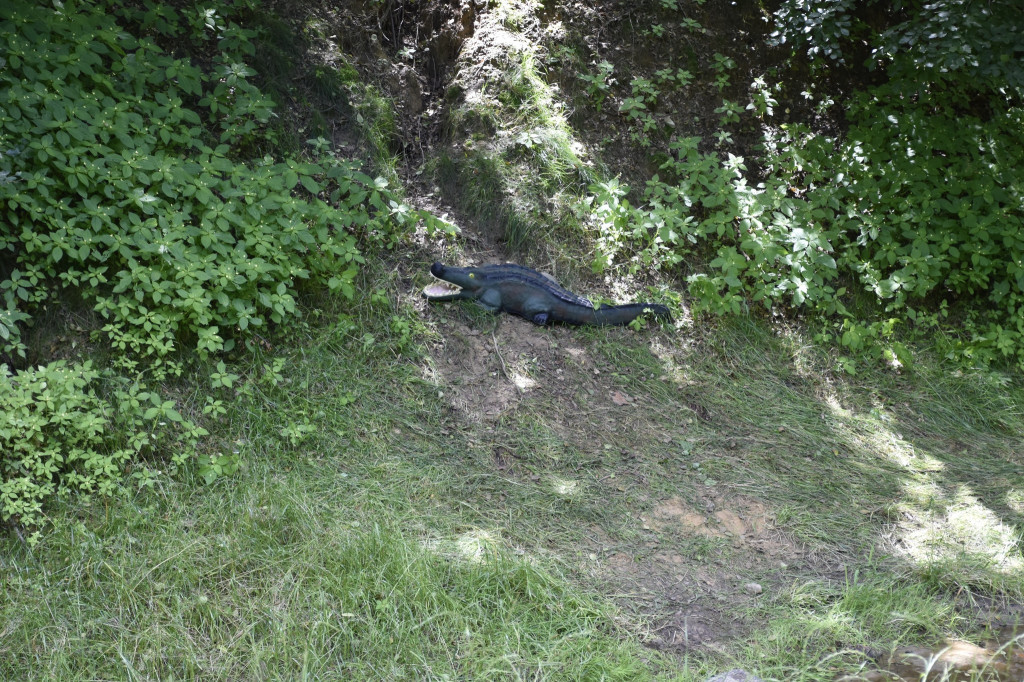 Tarnowskie Góry. Łucznicy w parku Repeckim [FOTO]