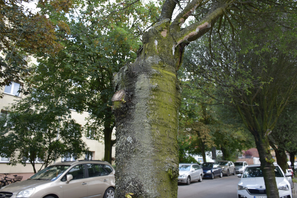 Będzie wycinka drzew przy ul. Mickiewicza