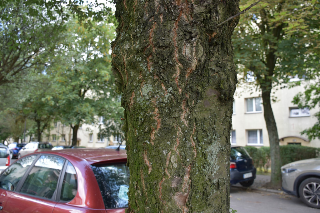 Będzie wycinka drzew przy ul. Mickiewicza