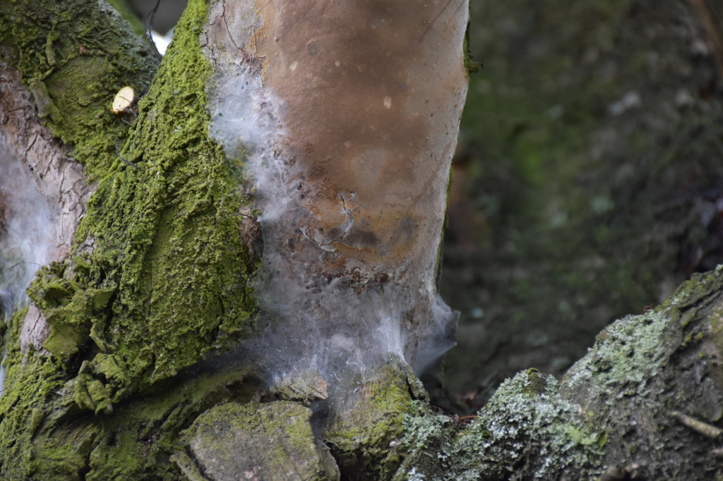 Będzie wycinka drzew przy ul. Mickiewicza