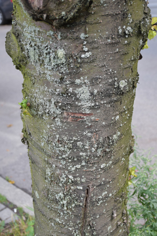 Będzie wycinka drzew przy ul. Mickiewicza