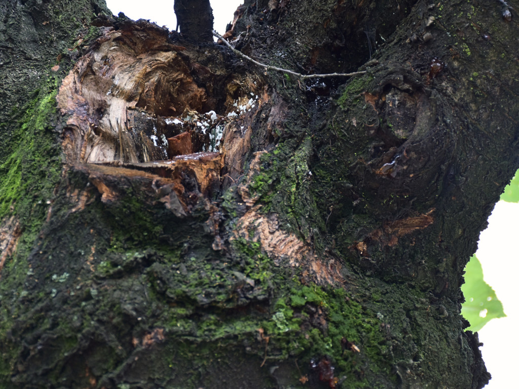 Będzie wycinka drzew przy ul. Mickiewicza