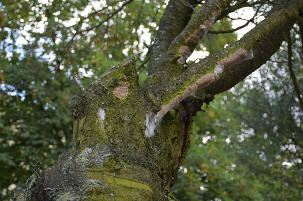 Będzie wycinka drzew przy ul. Mickiewicza