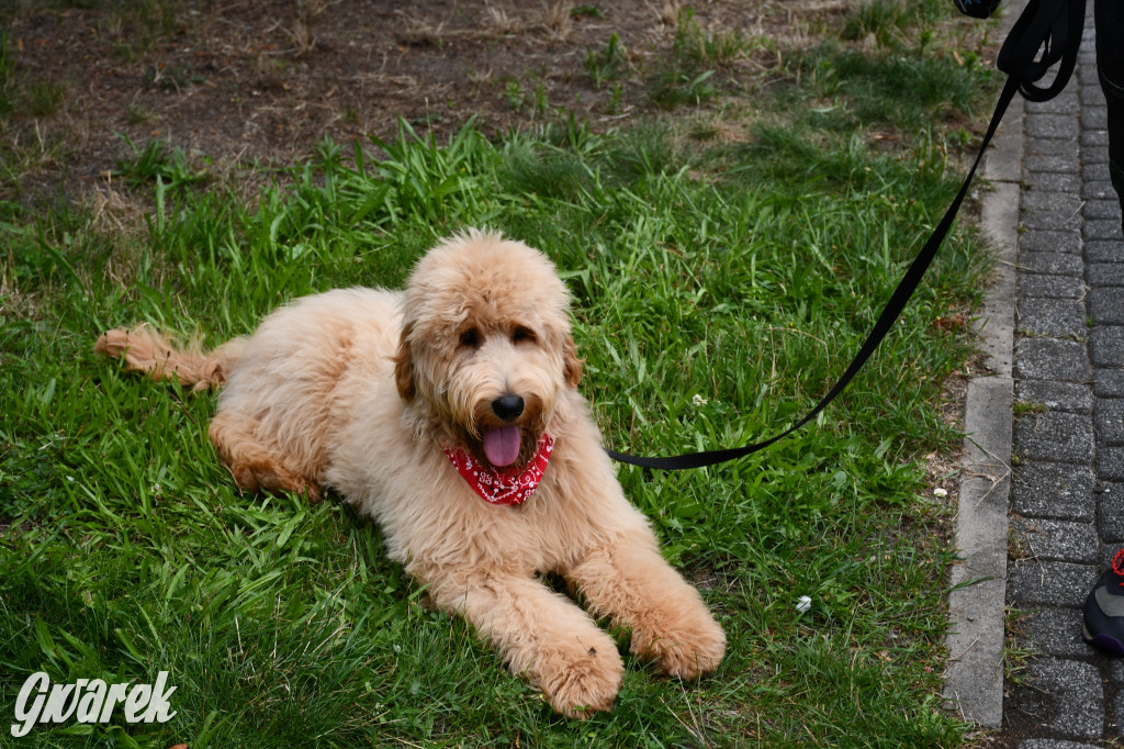 Gala psów nie tylko rasowych [ZDJĘCIA]