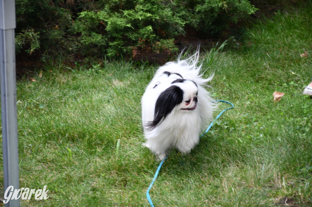 Gala psów nie tylko rasowych [ZDJĘCIA]