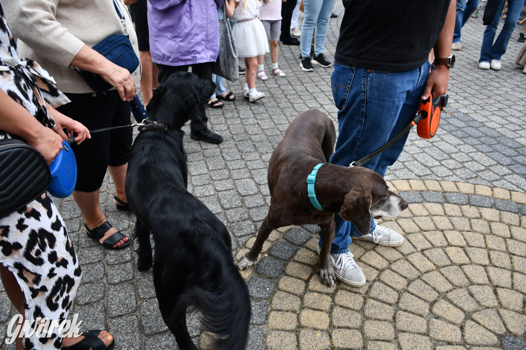Gala psów nie tylko rasowych [ZDJĘCIA]