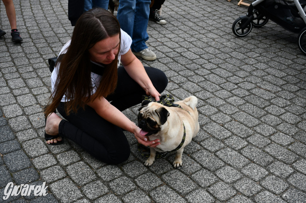 Gala psów nie tylko rasowych [ZDJĘCIA]