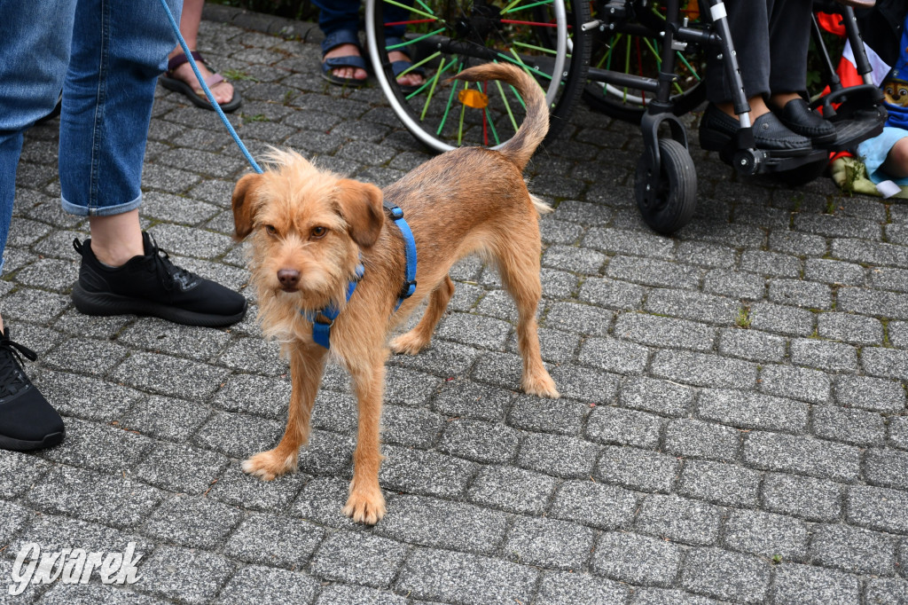 Gala psów nie tylko rasowych [ZDJĘCIA]