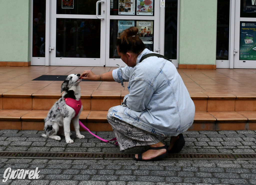 Gala psów nie tylko rasowych [ZDJĘCIA]