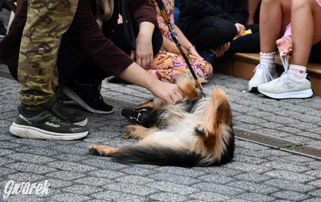 Gala psów nie tylko rasowych [ZDJĘCIA]