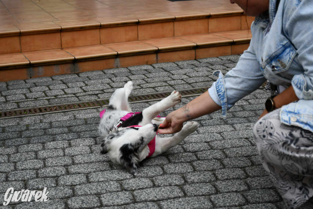 Gala psów nie tylko rasowych [ZDJĘCIA]