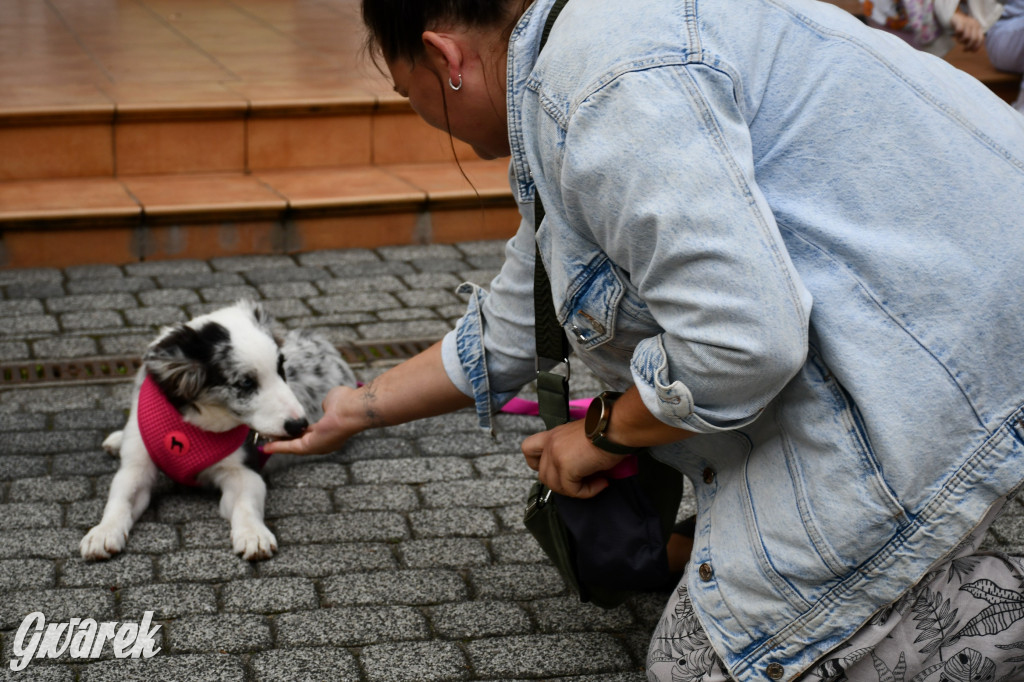 Gala psów nie tylko rasowych [ZDJĘCIA]