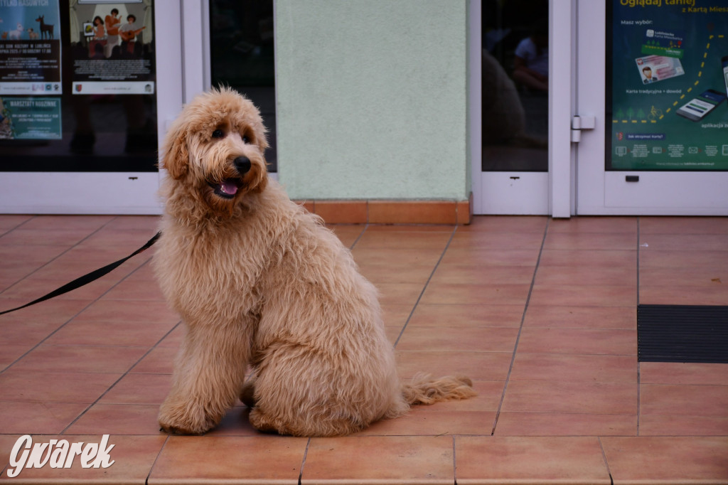 Gala psów nie tylko rasowych [ZDJĘCIA]