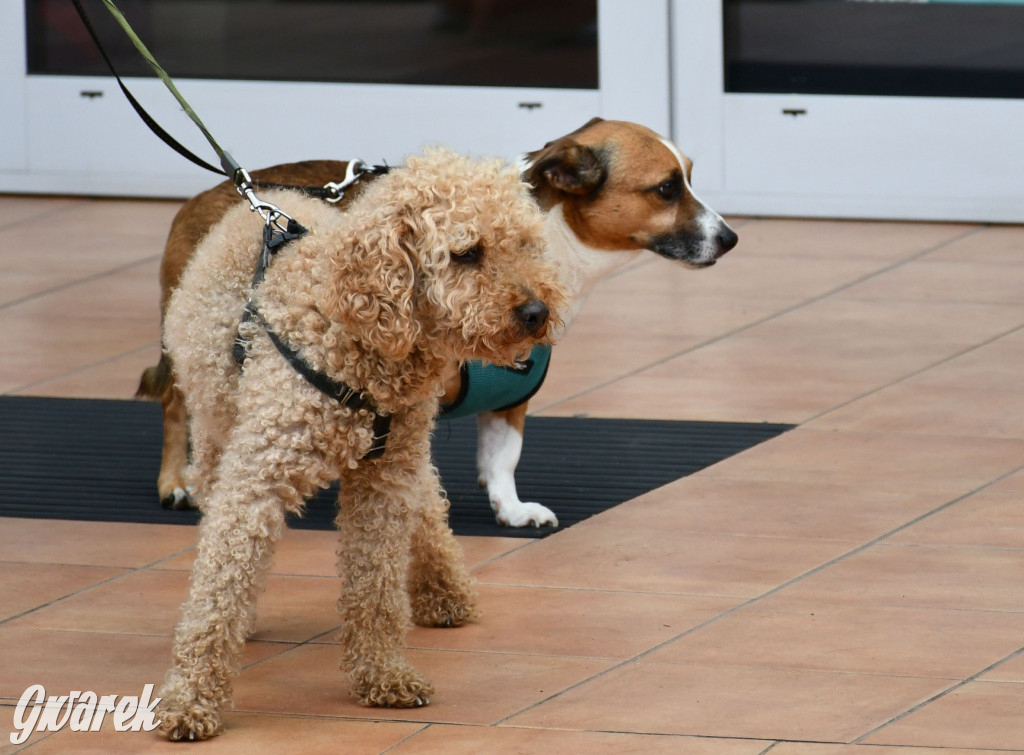 Gala psów nie tylko rasowych [ZDJĘCIA]