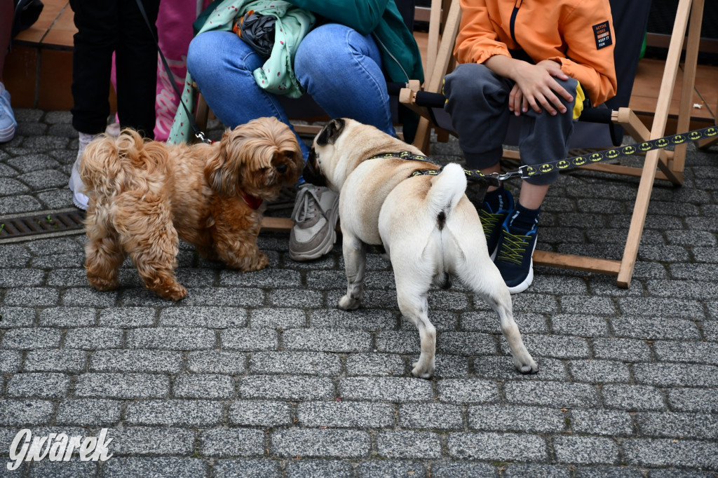 Gala psów nie tylko rasowych [ZDJĘCIA]