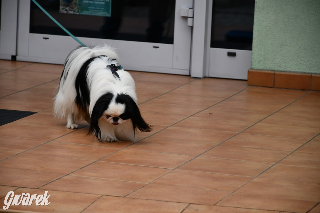 Gala psów nie tylko rasowych [ZDJĘCIA]