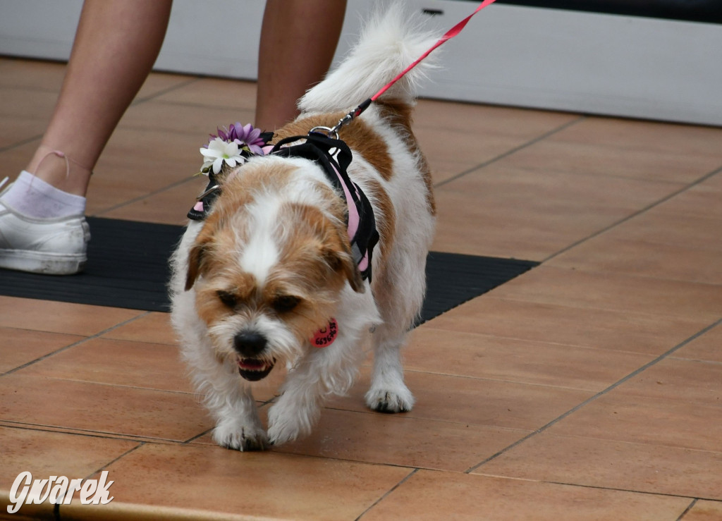 Gala psów nie tylko rasowych [ZDJĘCIA]