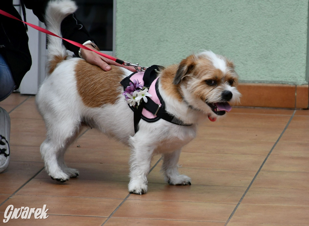 Gala psów nie tylko rasowych [ZDJĘCIA]