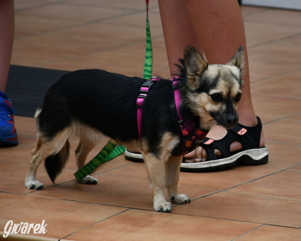 Gala psów nie tylko rasowych [ZDJĘCIA]