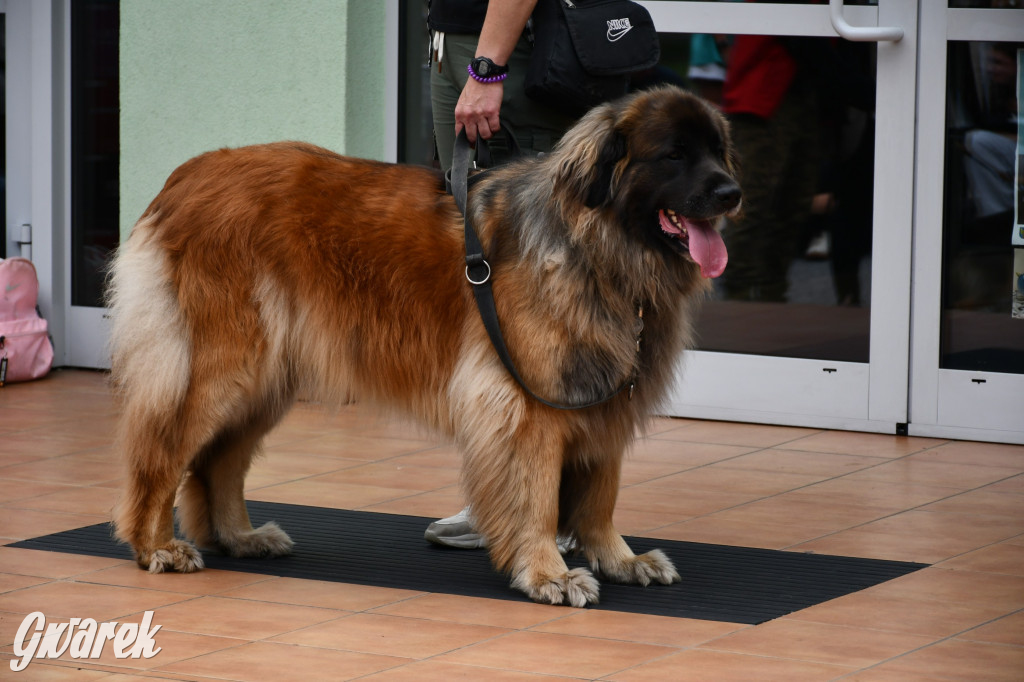 Gala psów nie tylko rasowych [ZDJĘCIA]