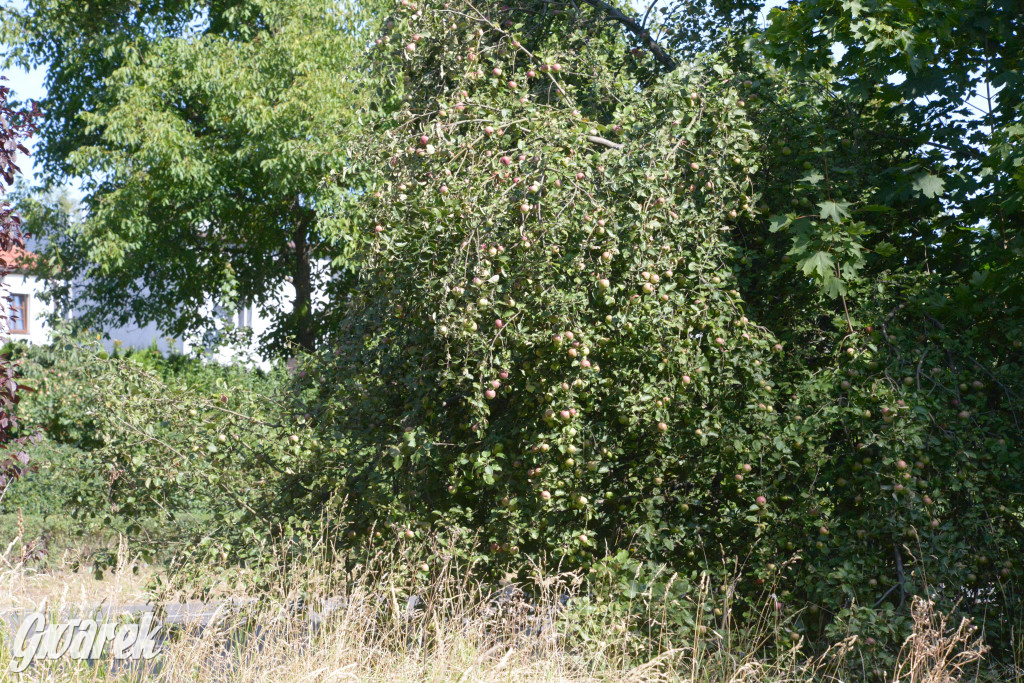 Owocobranie w Tarnowskich Górach