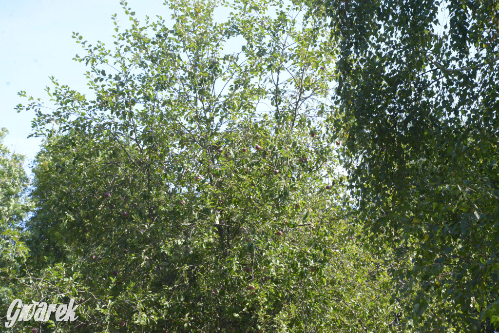 Owocobranie w Tarnowskich Górach