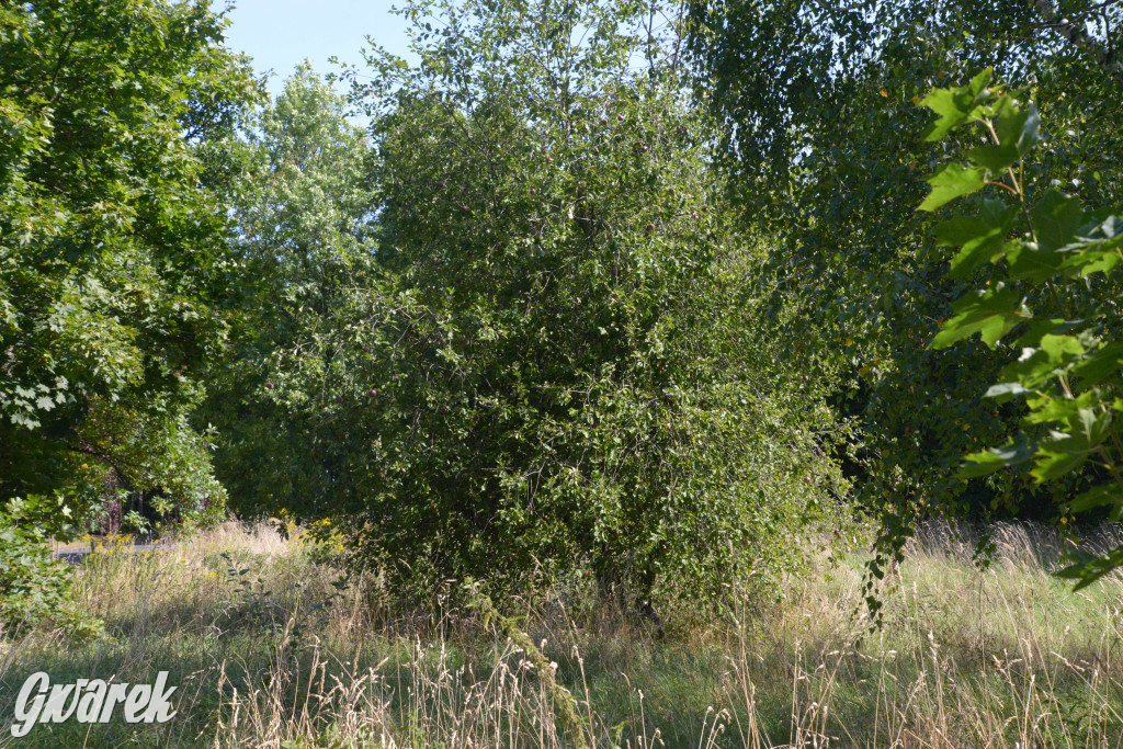 Owocobranie w Tarnowskich Górach