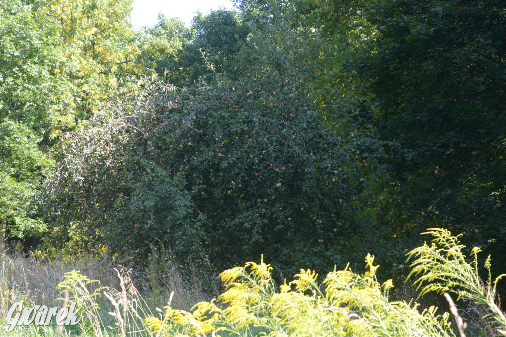 Owocobranie w Tarnowskich Górach