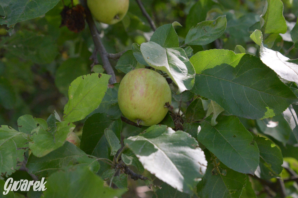 Owocobranie w Tarnowskich Górach