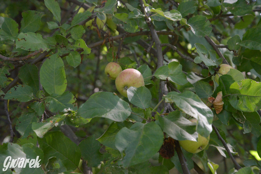 Owocobranie w Tarnowskich Górach