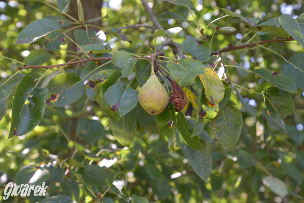 Owocobranie w Tarnowskich Górach