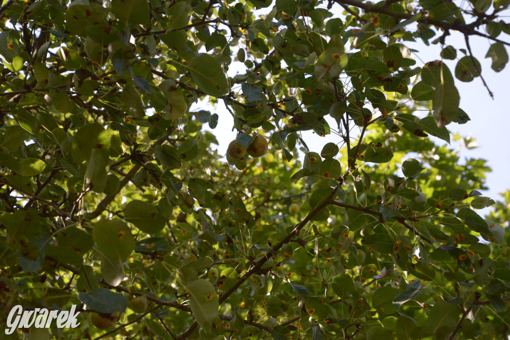 Owocobranie w Tarnowskich Górach