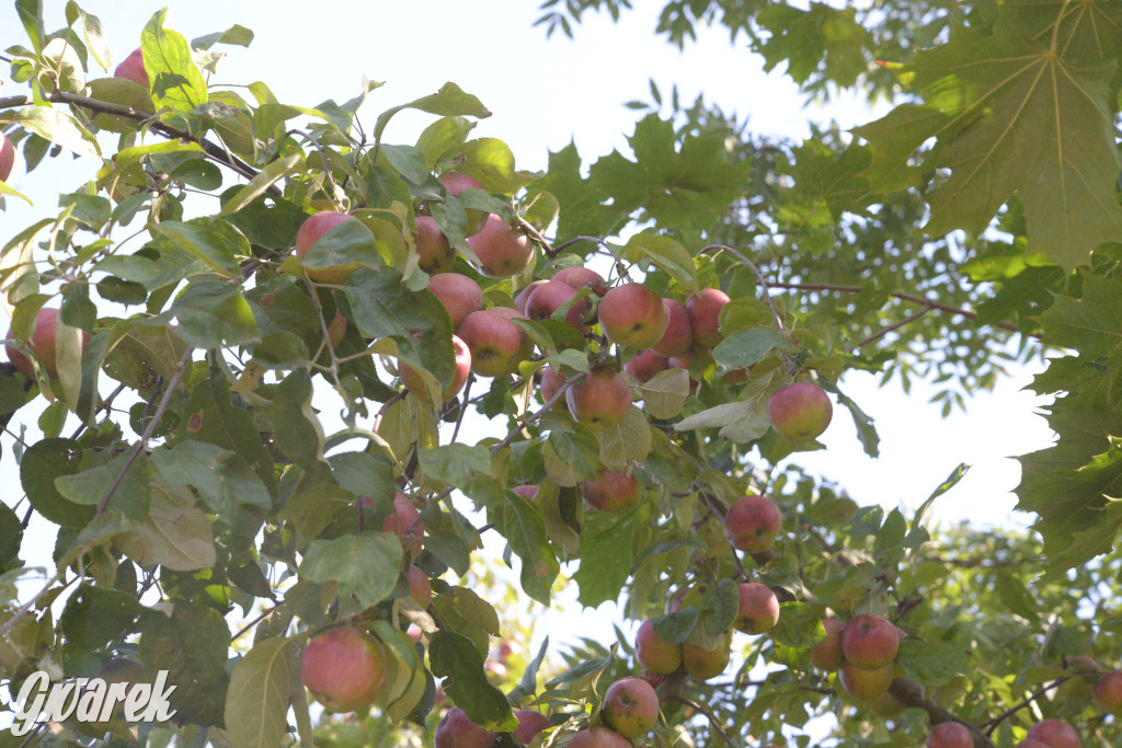 Owocobranie w Tarnowskich Górach