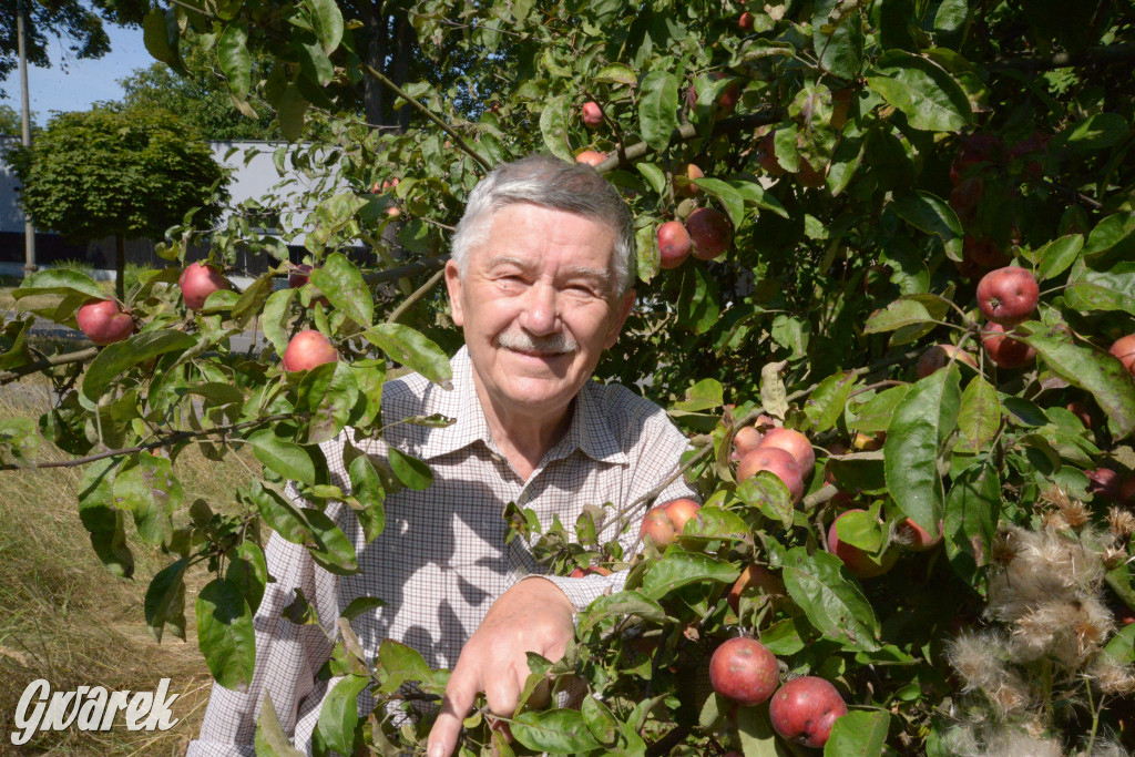 Owocobranie w Tarnowskich Górach
