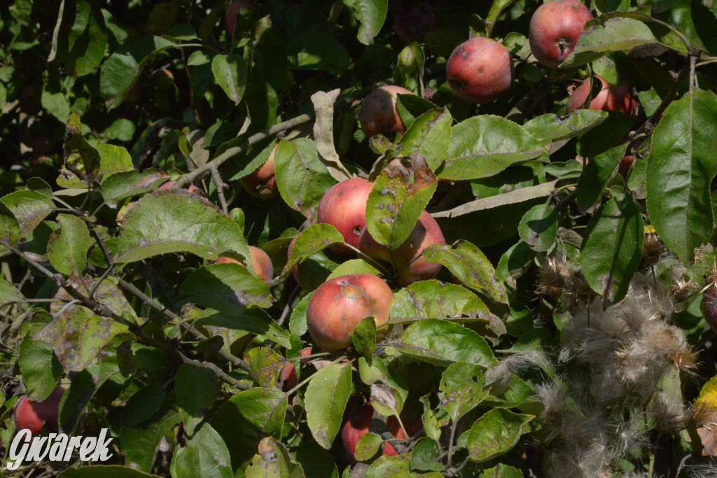 Owocobranie w Tarnowskich Górach