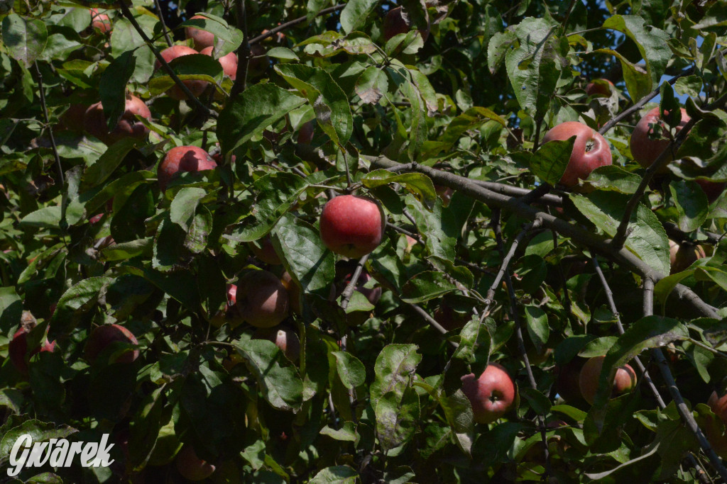Owocobranie w Tarnowskich Górach