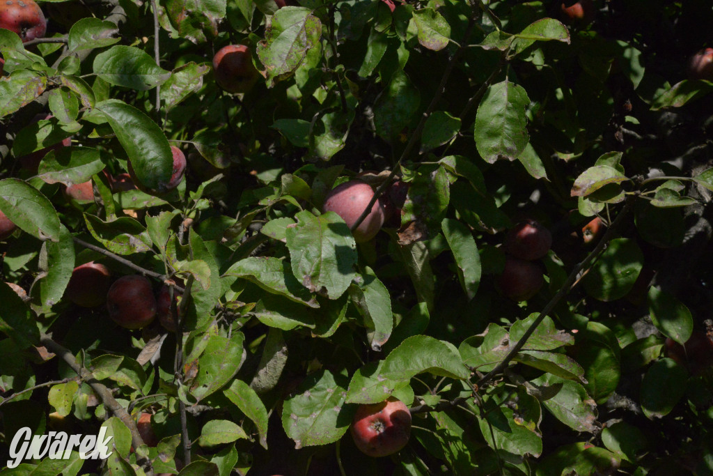 Owocobranie w Tarnowskich Górach