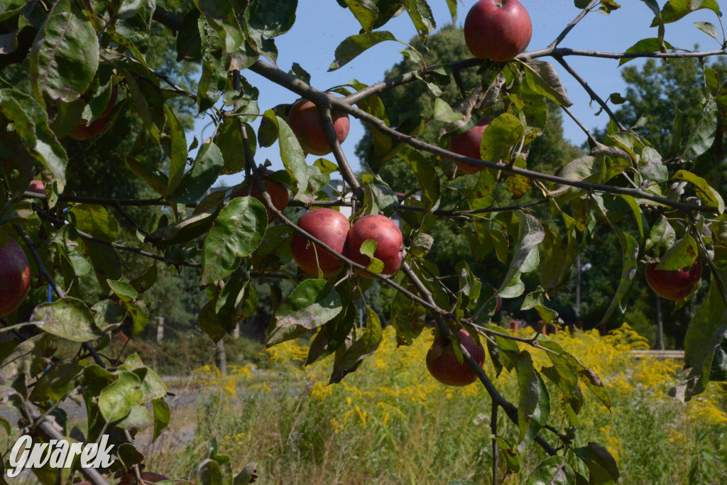 Owocobranie w Tarnowskich Górach