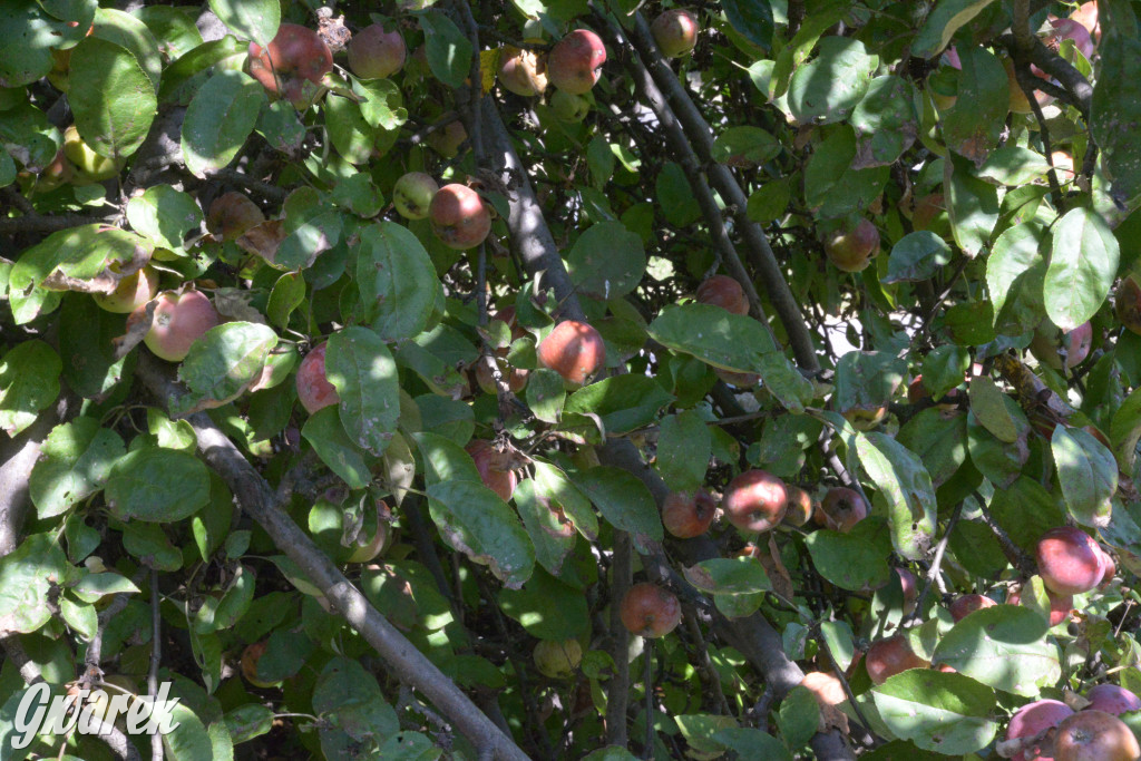 Owocobranie w Tarnowskich Górach