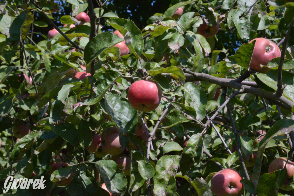 Owocobranie w Tarnowskich Górach