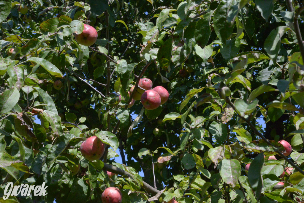 Owocobranie w Tarnowskich Górach
