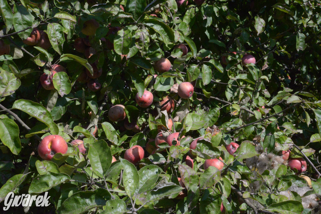Owocobranie w Tarnowskich Górach