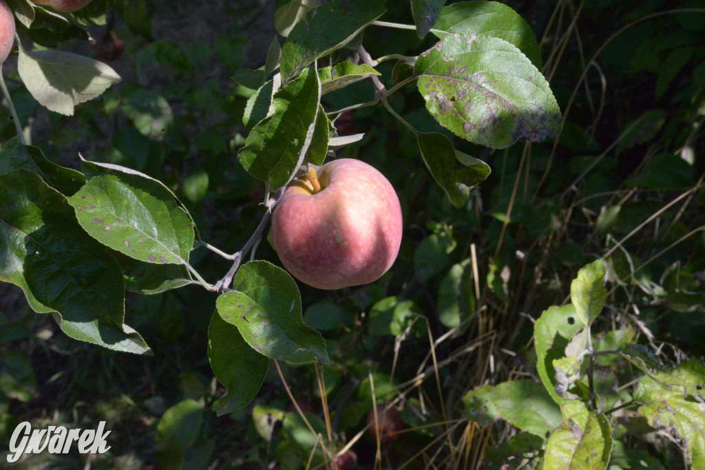 Owocobranie w Tarnowskich Górach