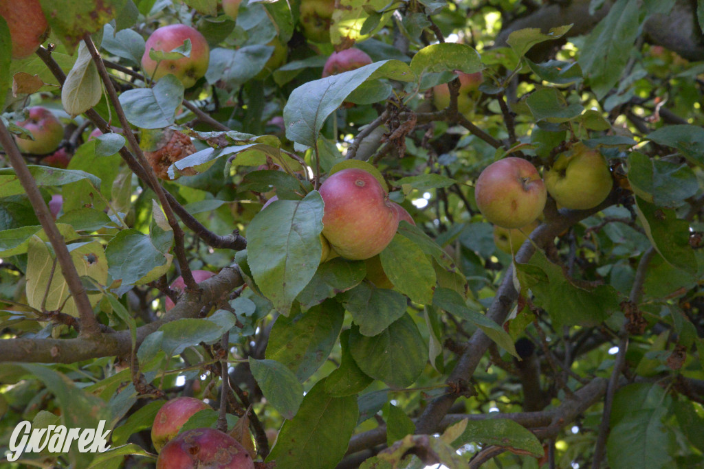 Owocobranie w Tarnowskich Górach