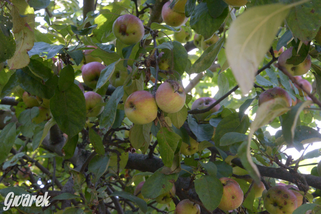 Owocobranie w Tarnowskich Górach