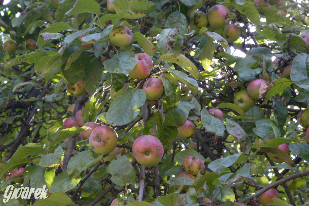 Owocobranie w Tarnowskich Górach