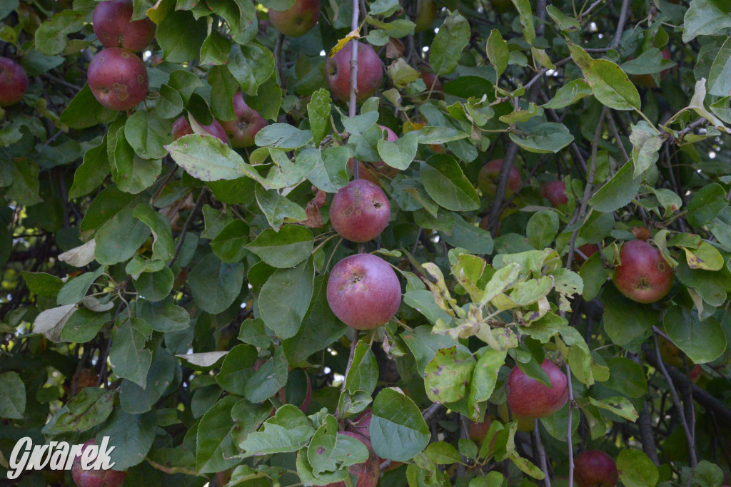 Owocobranie w Tarnowskich Górach