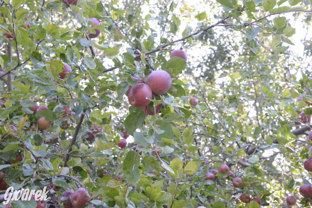 Owocobranie w Tarnowskich Górach