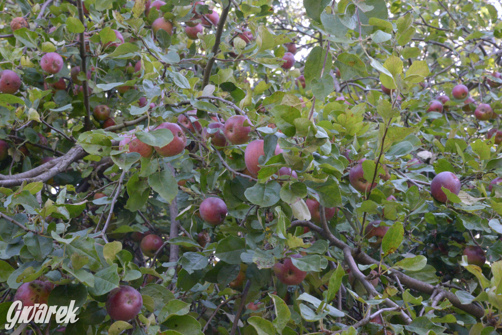 Owocobranie w Tarnowskich Górach